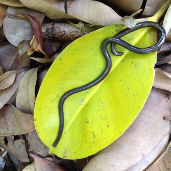 Blind snake Project Noah