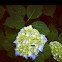 Hydrangea