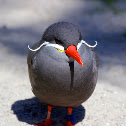 Inca Tern