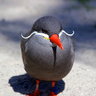 Inca Tern