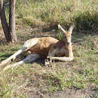 Lazy Red Kangaroo