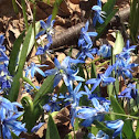Siberian Squill