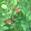 Buffaloberry