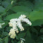 False Solomon's Seal