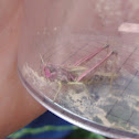 Locust