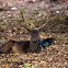 Fallow Deer