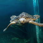 Sea Turtle
