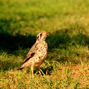 Grounscrapper Thrush