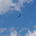 Turkey Vulture