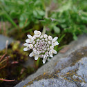 Brassicacea