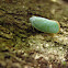 Plant hopper