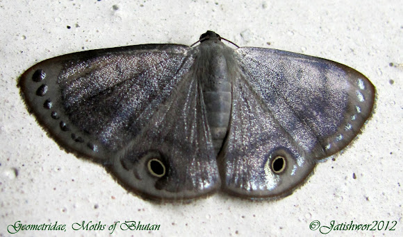 Spotting Image 1