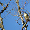 Eastern Phoebe