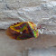 stink / shield bug