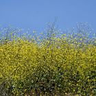 Wild mustard