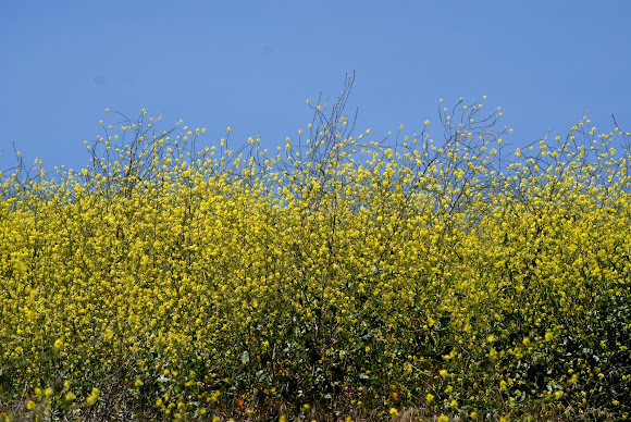 Spotting Image 1