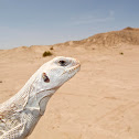 Desert iguana