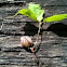 Oak sapling