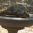 Texas Fox Squirrel