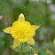 Columbine
