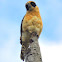 Laughing Falcon