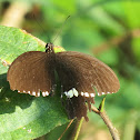 Common Mormon (Male)