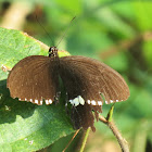 Common Mormon (Male)