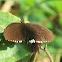 Common Mormon (Male)