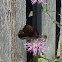 Spotted Knapweed