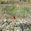 Long-tailed Meadowlark