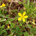 Common Yellow Oxalis