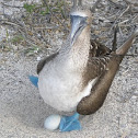 Piquero de patas azules
