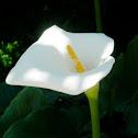 Zantedeschia. Cala. Lirio de agua. Alcatraz. Aro de Etiopía. Cartucho o Lirio Cala