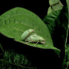 Blue-Green Citrus Root Weevil