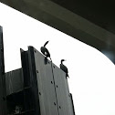 Cormorant 