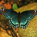 Red-spotted Purple