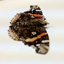 Red admiral