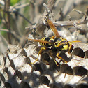 European Paper Wasp