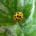 22-spot ladybird