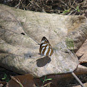 ?Sailor Butterfly