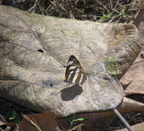 Spotting Image 1