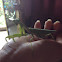 Giant Asian Mantis
