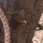Cicada Killer