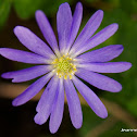 Anemone Blanda Blue Shades