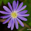 Anemone Blanda Blue Shades