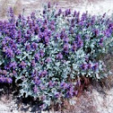 Purple sage