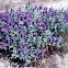 Purple sage