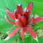 Sweet Shrub