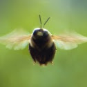 Bumblebee