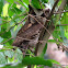 Collared Scops Owl